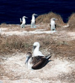 Isla Isabela – Las Monas