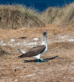 Isla Isabela – South Bight