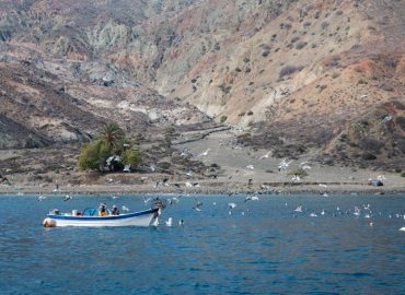 Cedros Island – Las Palmitas