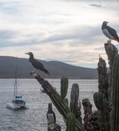 Bahia Chamela – Isla Pajarera